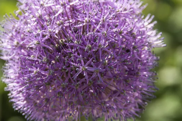 How and When to Plant Allium Bulbs