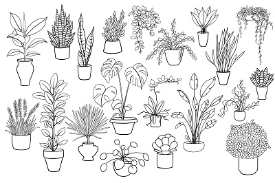 House-Plants.