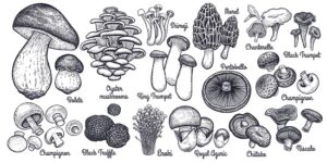  Mushrooms